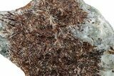 Golden-Brown, Radiating Astrophyllite - Kola Peninsula, Russia #255091-1